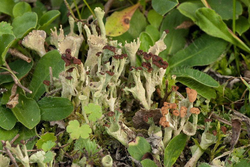 Cladonia chlorophaea-1